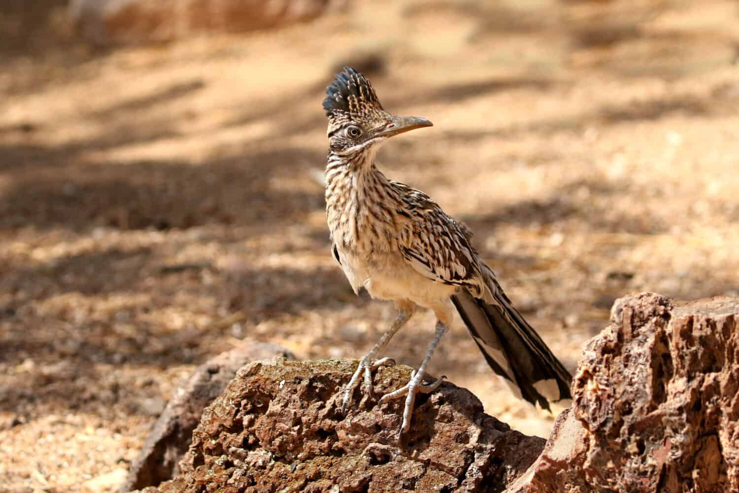 Greater Roadrunner on rocks looking for next meal