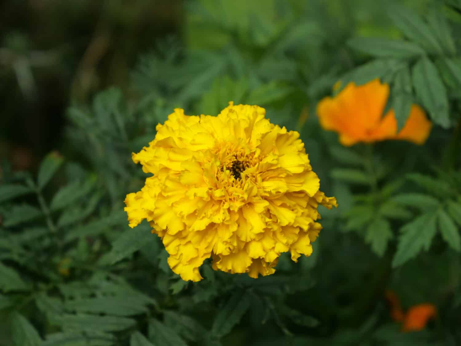 A selective focus shot of beautiful yellow marigold in the garden