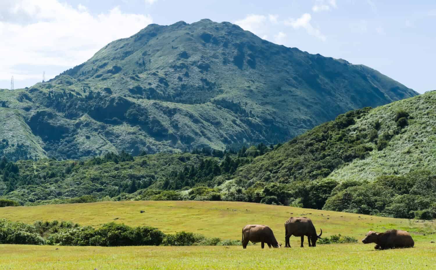 Three water buffalo are eating grass on the meadow against the mountain (Mt. Qixing) background. Qingtiangang Circular Trail at Yangmingshan National Park .