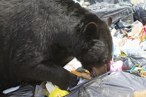See the Absolutely Gargantuan Bear Wildlife Experts Just Captured Near Lake Tahoe Picture