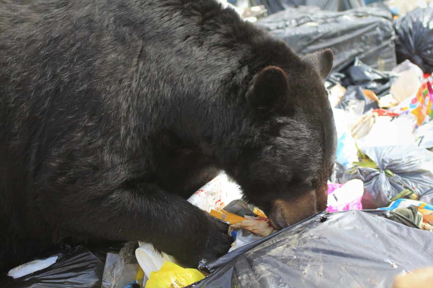 black bear visiting the garbage disposal