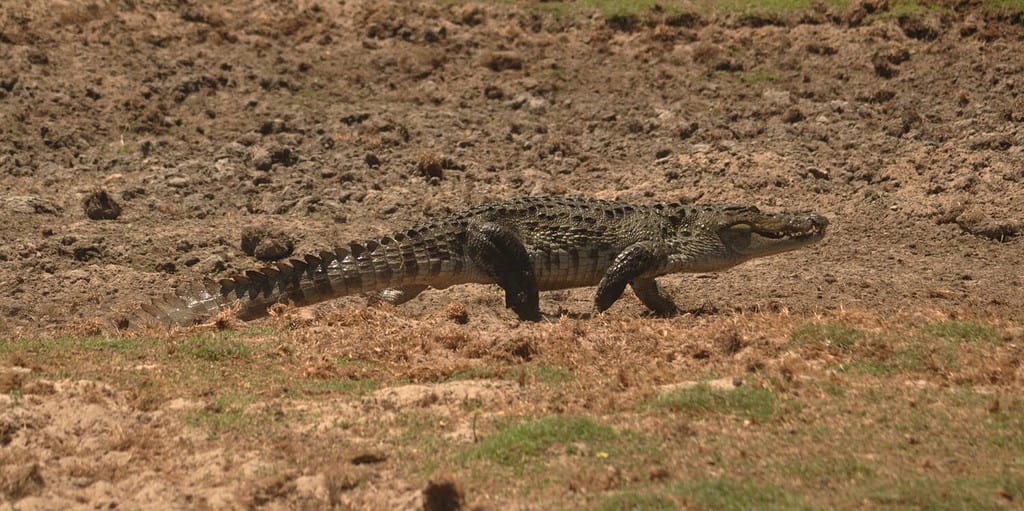 A Crocodile Walking On The Tropical Land.