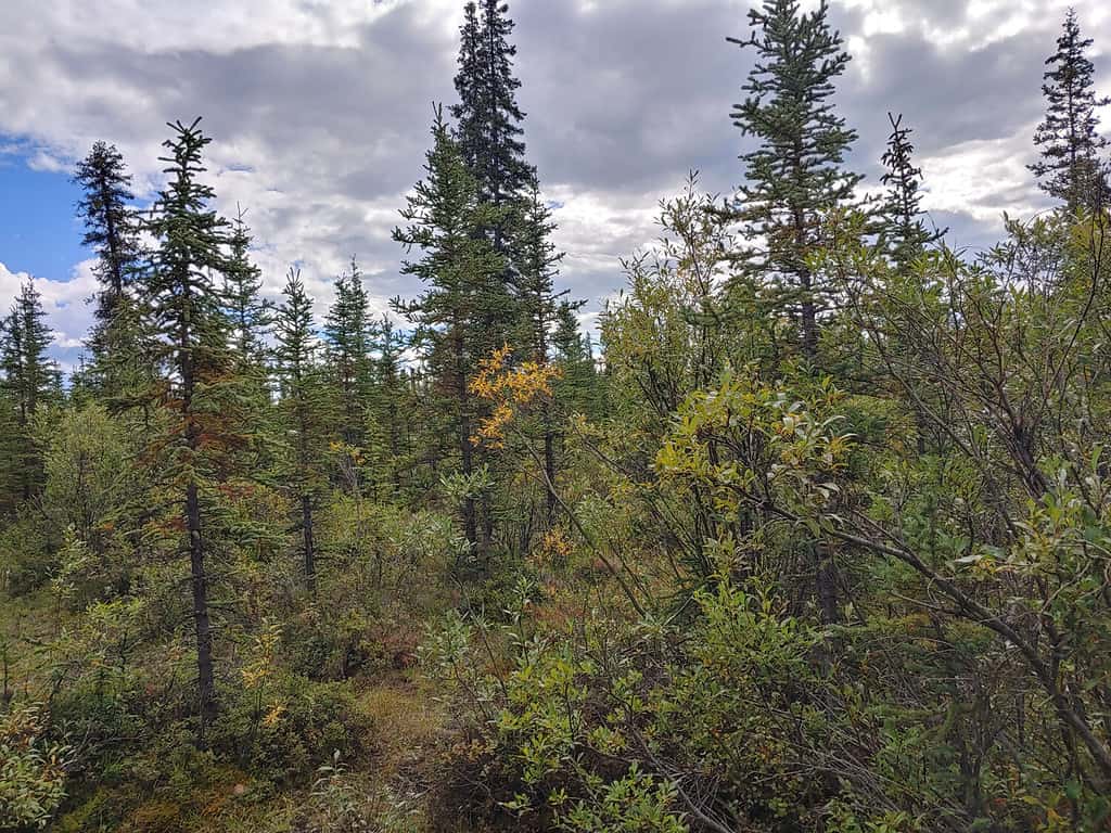 Nelchina Alaska forest black spruce trees