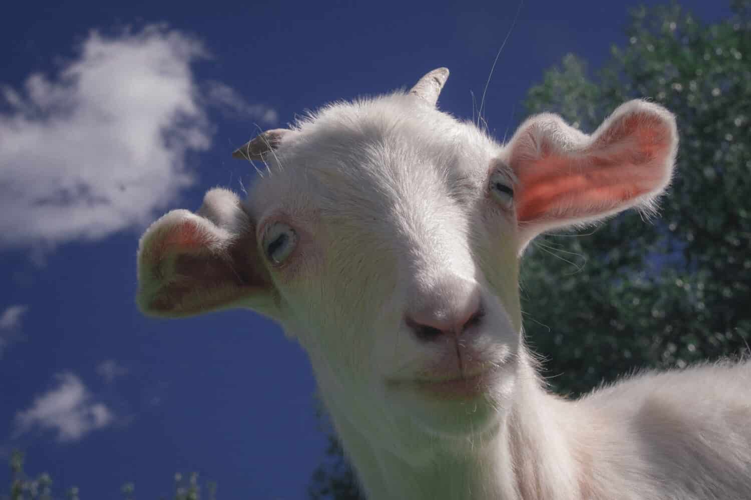 Myotonic whit goat with blue eyes with curious expressions