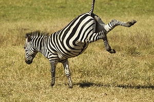 Watch This Zebra Speed Past This Lion And Throw Him Off His Back Picture