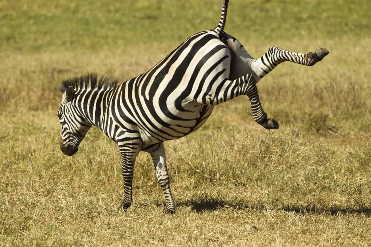 Common Zebra, Equus burchelli, kicking up its heels, Ngorongoro Crater, Tanzania, Africa