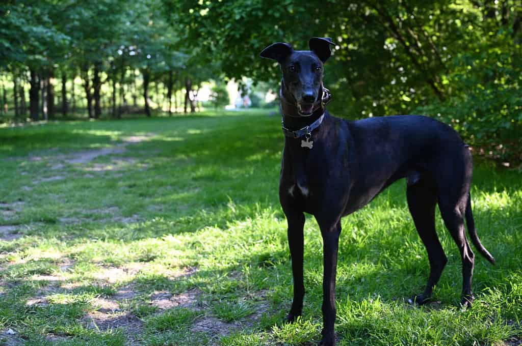 Black Greyhound dog outside in a wooded area