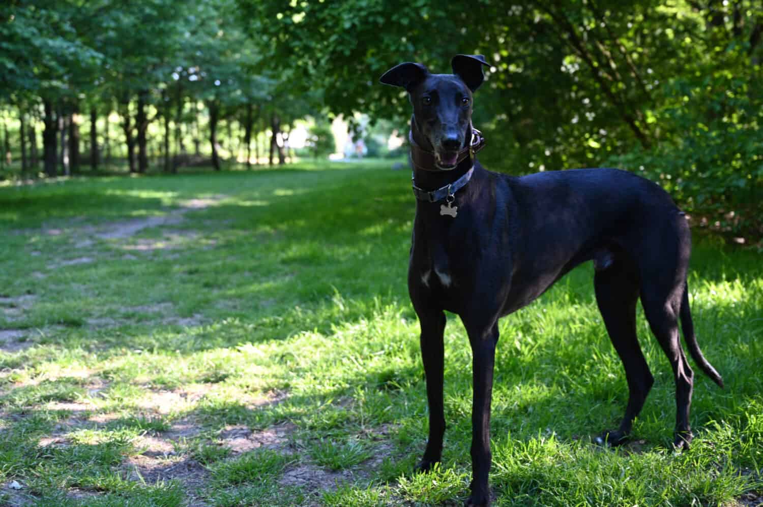 black greyhound puppy