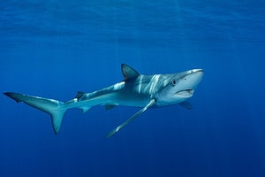 The 7 Sharks Lurking in Greek Oceans and Seas Picture