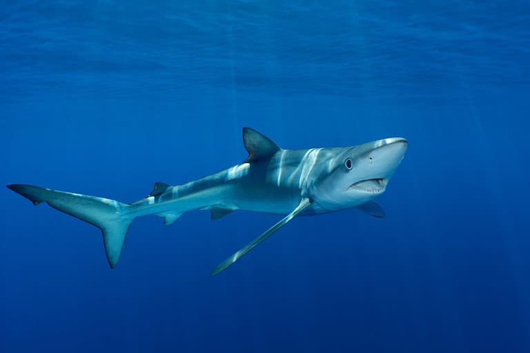 Blue shark at the Azores