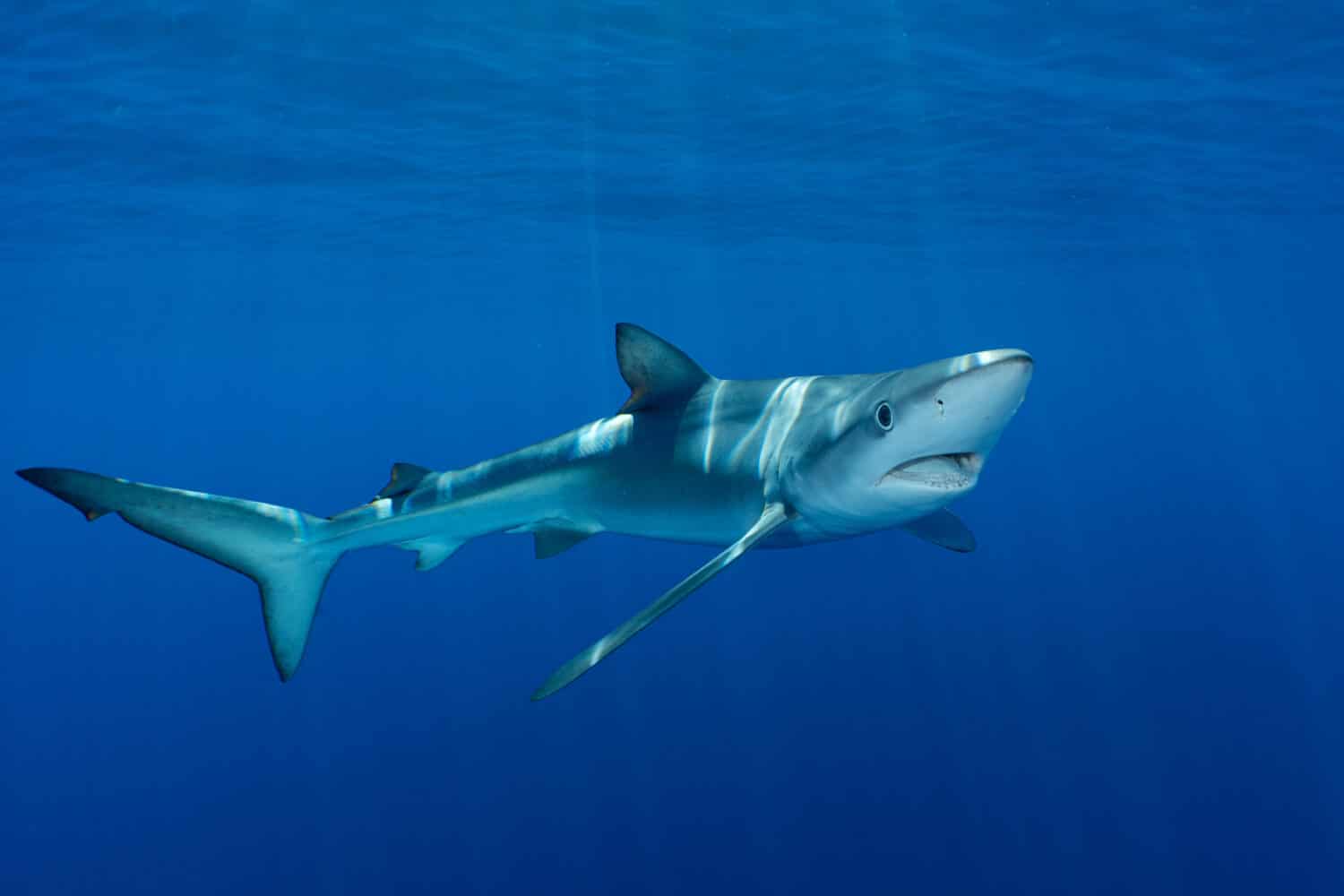 Blue shark at the Azores