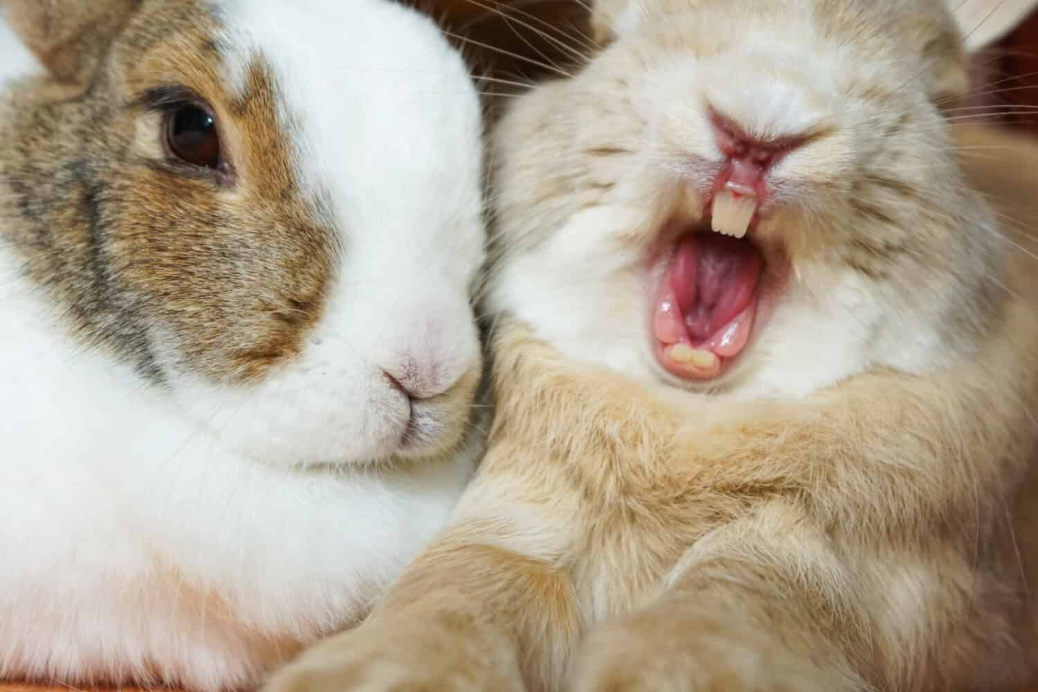 Close-Up Yawning Tired Rabbit Bunny Showing Teeth and Tongue While Stretching Paws and Cuddling With Fellow Rabbit