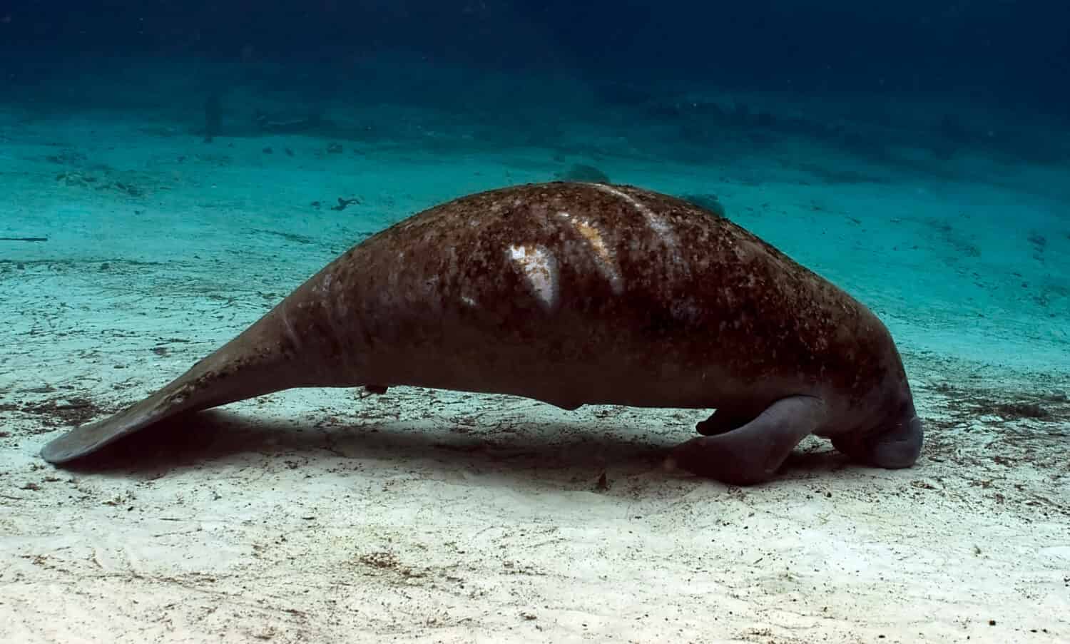 resting manatee with scars from a boat strike