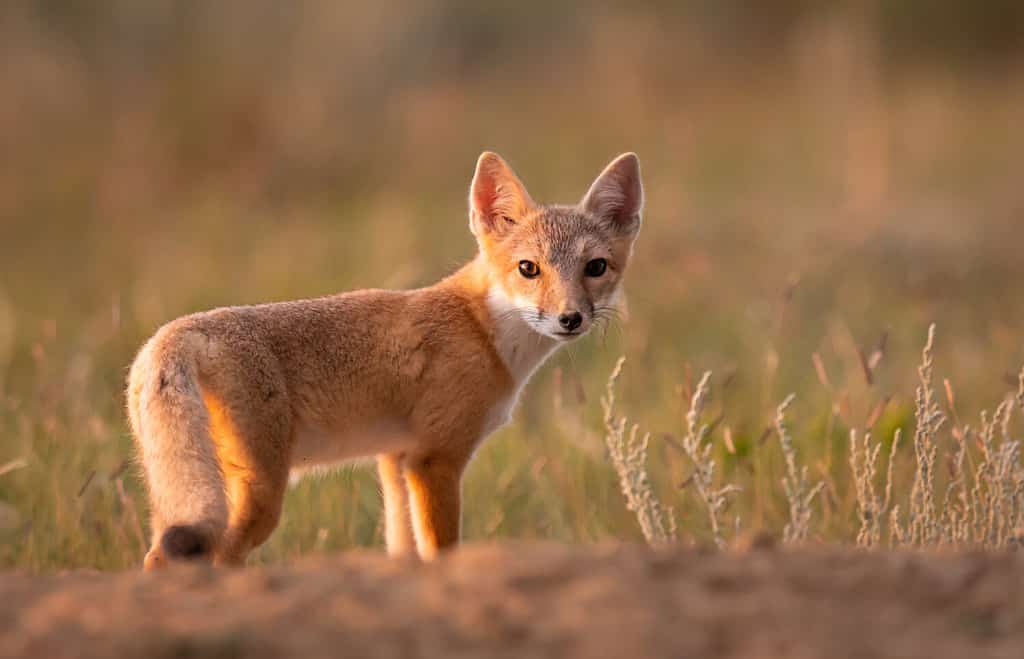 Swift fox in the wild