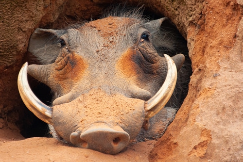 A Warthog sleeping in it's burrow, taken on Safari in South Africa