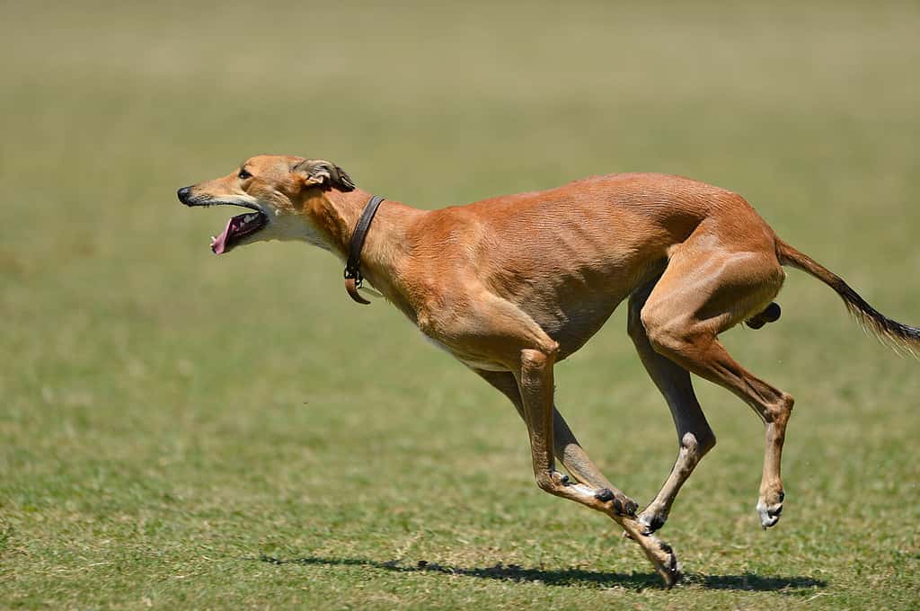 greyhound running on a field