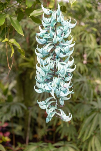 Jade vine flower Strongylodon macrobotrys