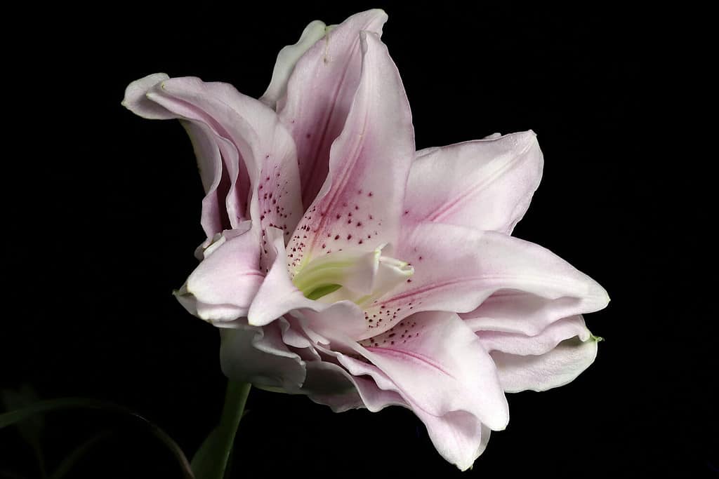 Pink Lily; Hybrid Lilium orientalis; Roselily Natalia