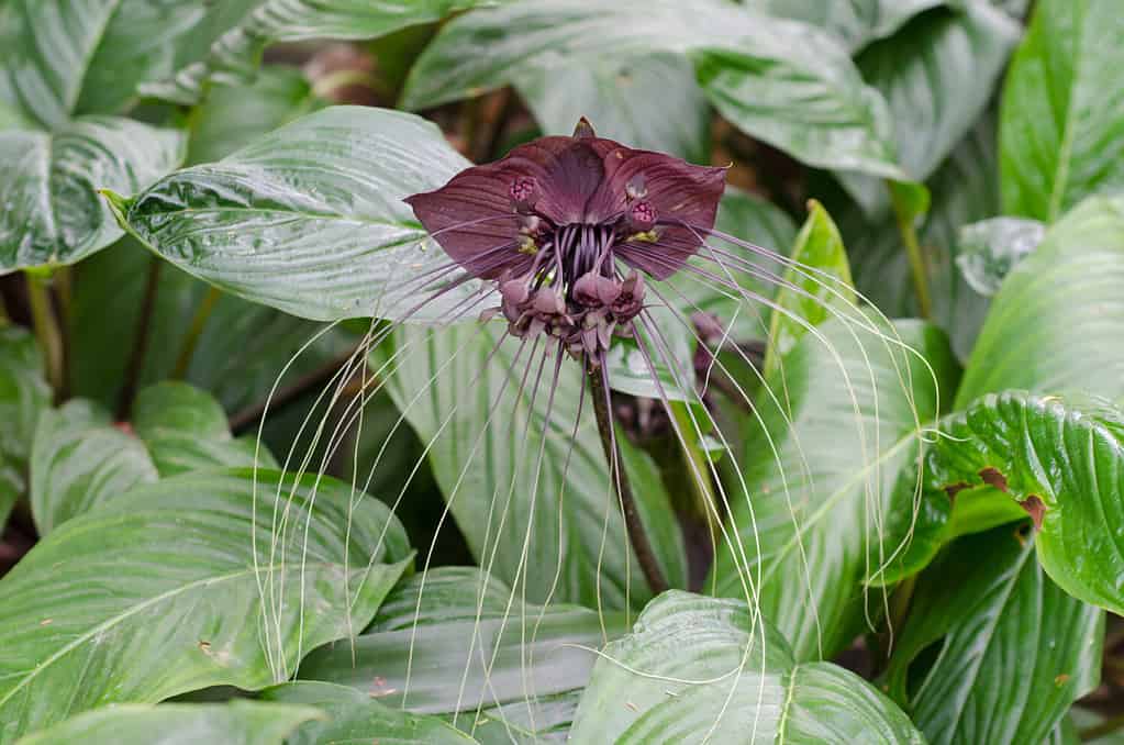Black bat flower or Tacca chantrieri grow wild in the tropical forest, Thailand