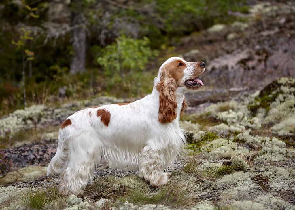 Cocker Spaniel Colors Rarest to Most Common AZ Animals