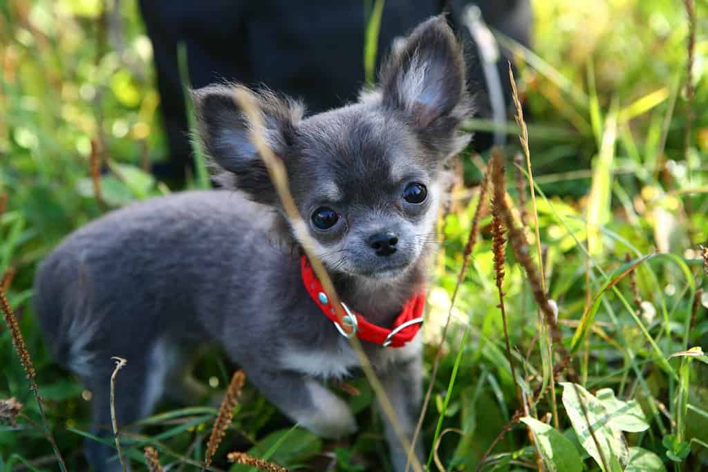 Сute gray Chihuahua puppy in a red collar walks on the green grass on a summer day