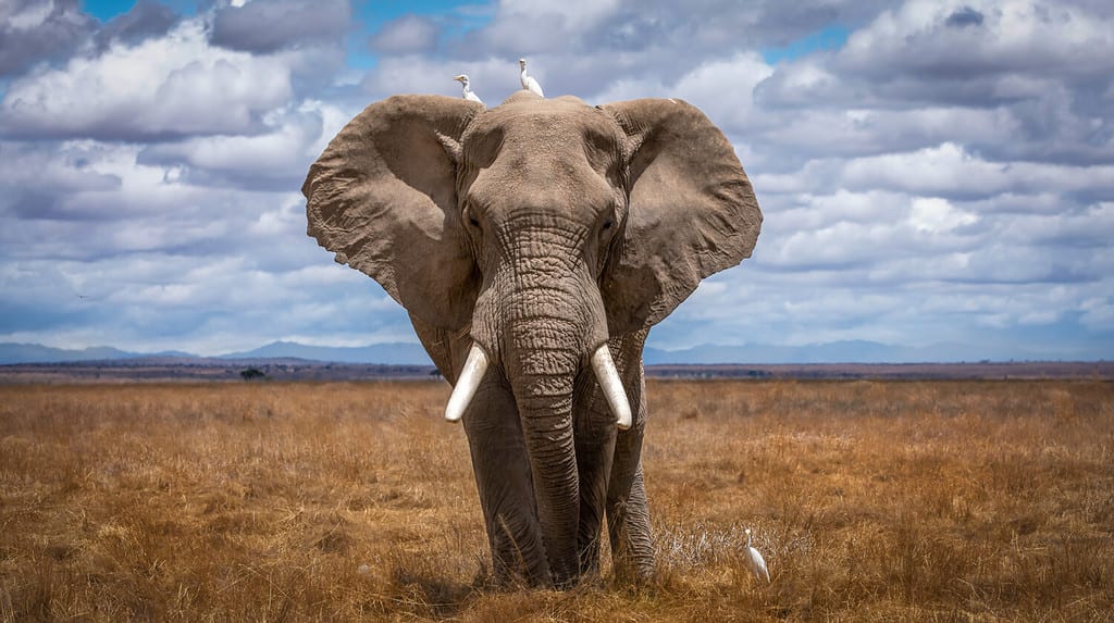 Elephants in natural habitat in South Africa.