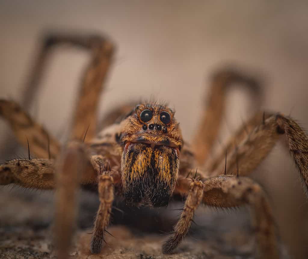 Radiated wolf spider, Hogna radiata