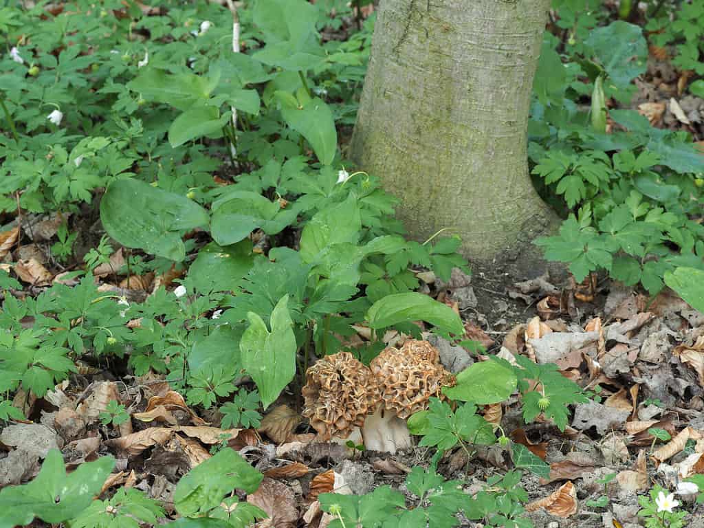 The Yellow Morel (Morchella esculenta) is an edible mushroom , stacked macro photo