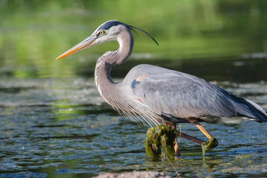 Great blue heron fishing 