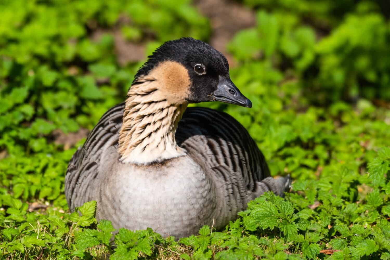 Nene Goose Laying on Leaves and Grass