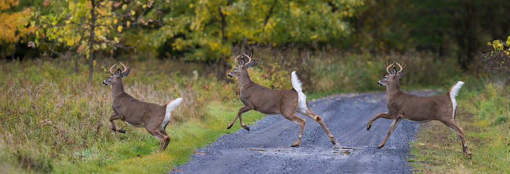 white-tailed deer (Odocoileus virginianus) running in autumn