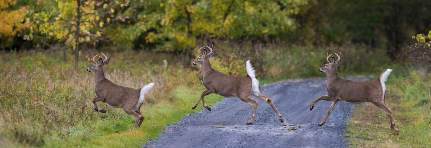 Harmless wild animal in Canada:: white-tailed deer (Odocoileus virginianus) running in autumn
