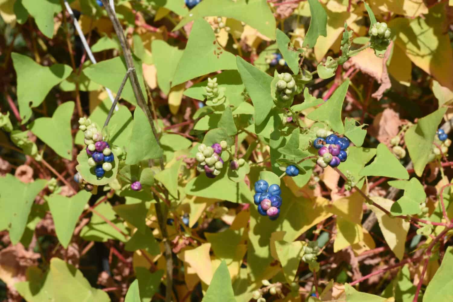 : Mile-a-minute weed (Persicaria perfoliata) berries / Polygonaceae annual vine grass.