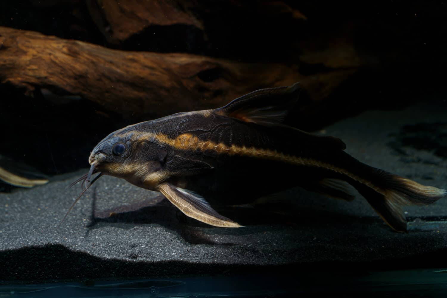 Striped Raphael catfish (Platydoras armatulus) swimming in the bottom of aquarium