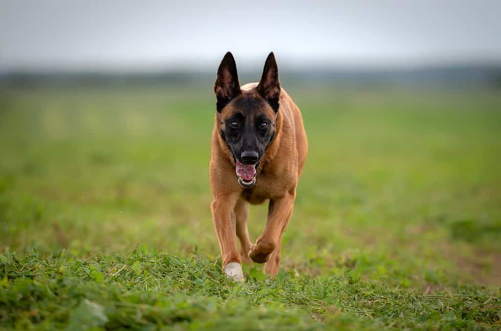 Belgian shepherd malinois dog wit bandeged paw running through green meadow