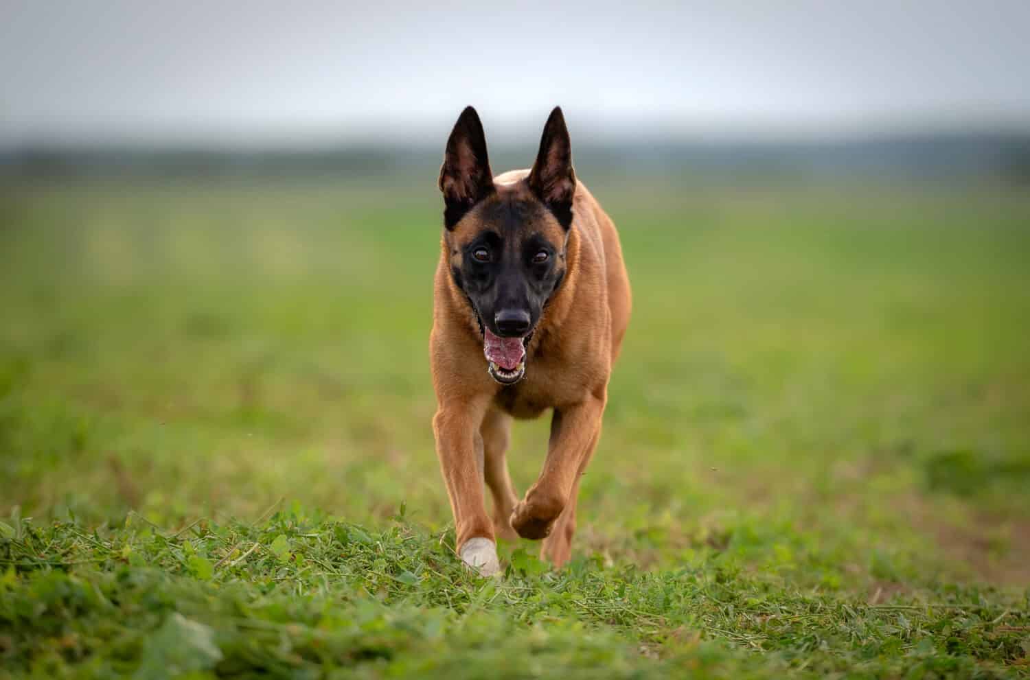 Belgian shepherd malinois dog wit bandeged paw running through green meadow 
