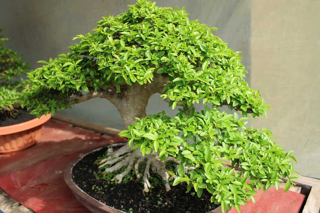 A thriving bonsai tree . 