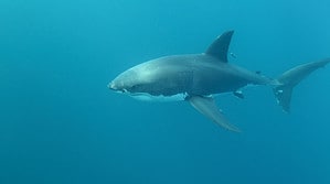 Giant 10 Foot Great White Shark Just Located in Maine’s Casco Bay Picture