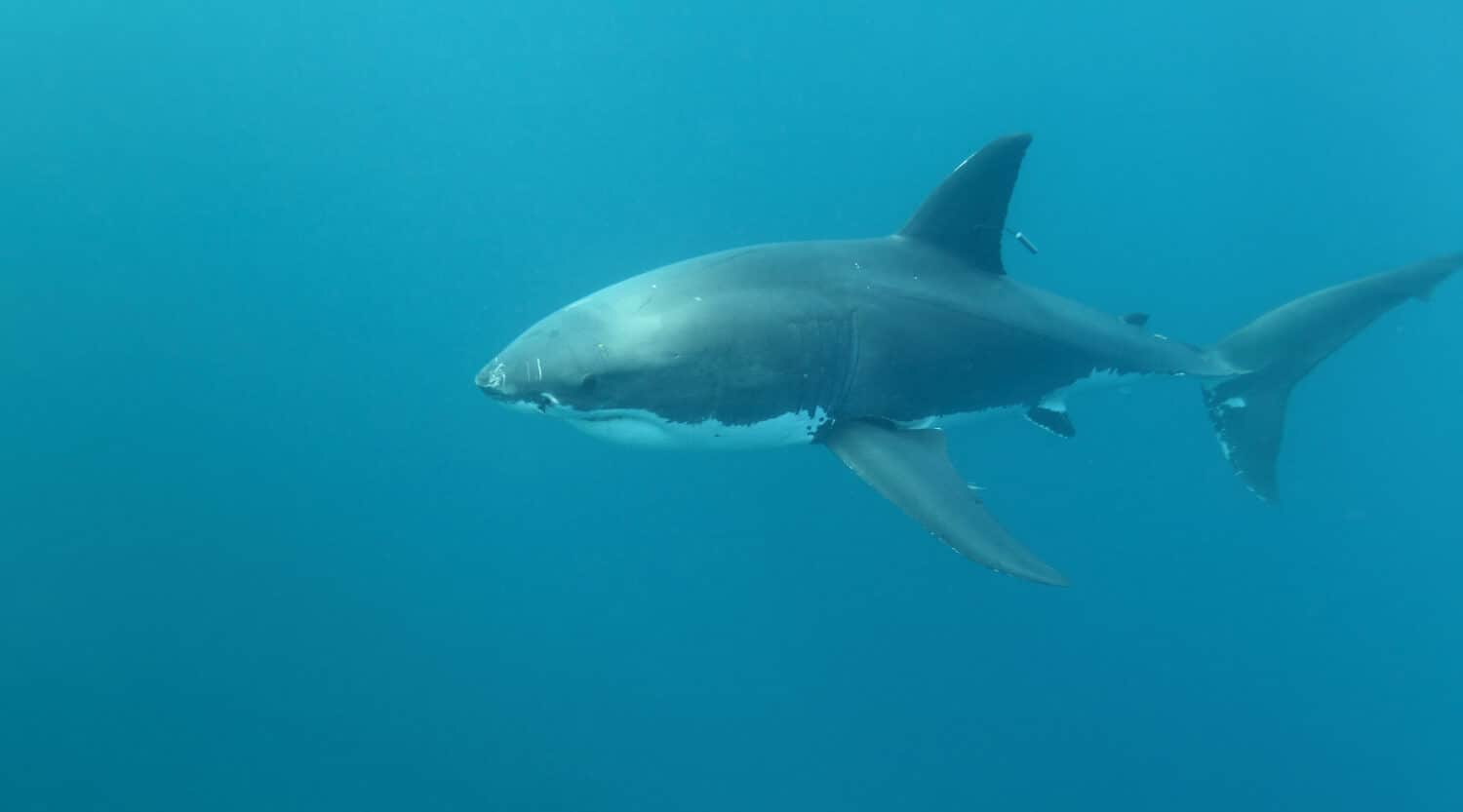 tagged great white shark, Carcharodon carcharias, swimming in the blue waters of the Neptune Islands, South Australia