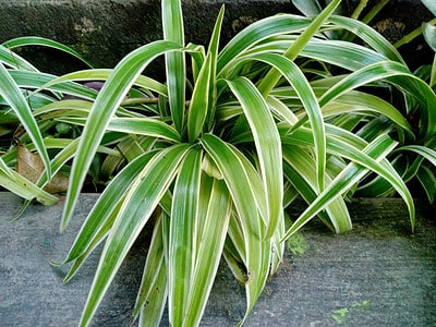 7 Rare Spider Plant Varieties - A-Z Animals