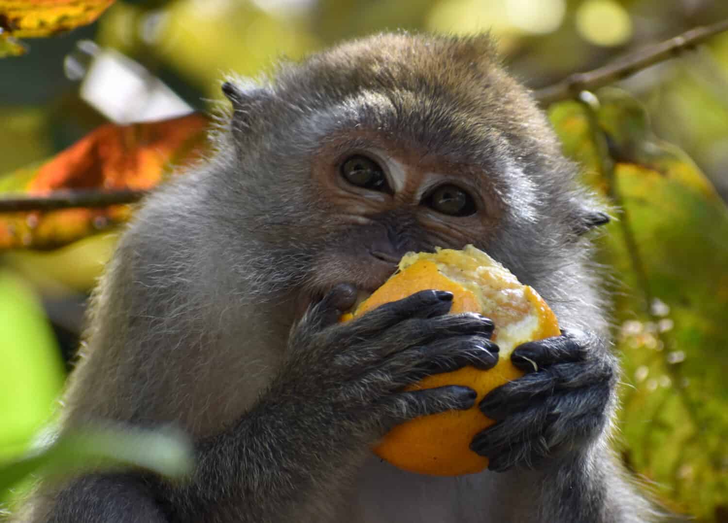 Close up of a macaque monkey eating an orange