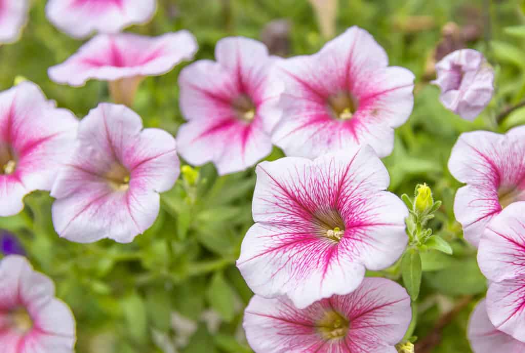 Pink petunia flower (Petunia hybrida),Blooming in the garden