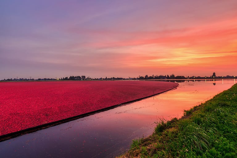 farm cranberry bog at sunset time