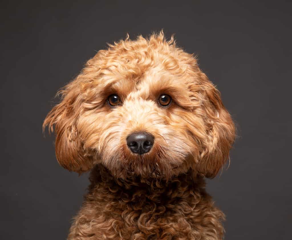 Cavapoo dog looking straight to camera against a plain grey background.