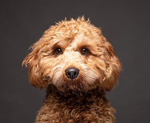 Cavapoo Colors: Rarest to the Most Common [Photos] Picture