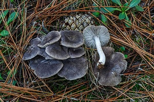 3 Types of Gray Mushrooms Picture