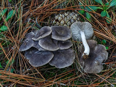 A 3 Types of Gray Mushrooms