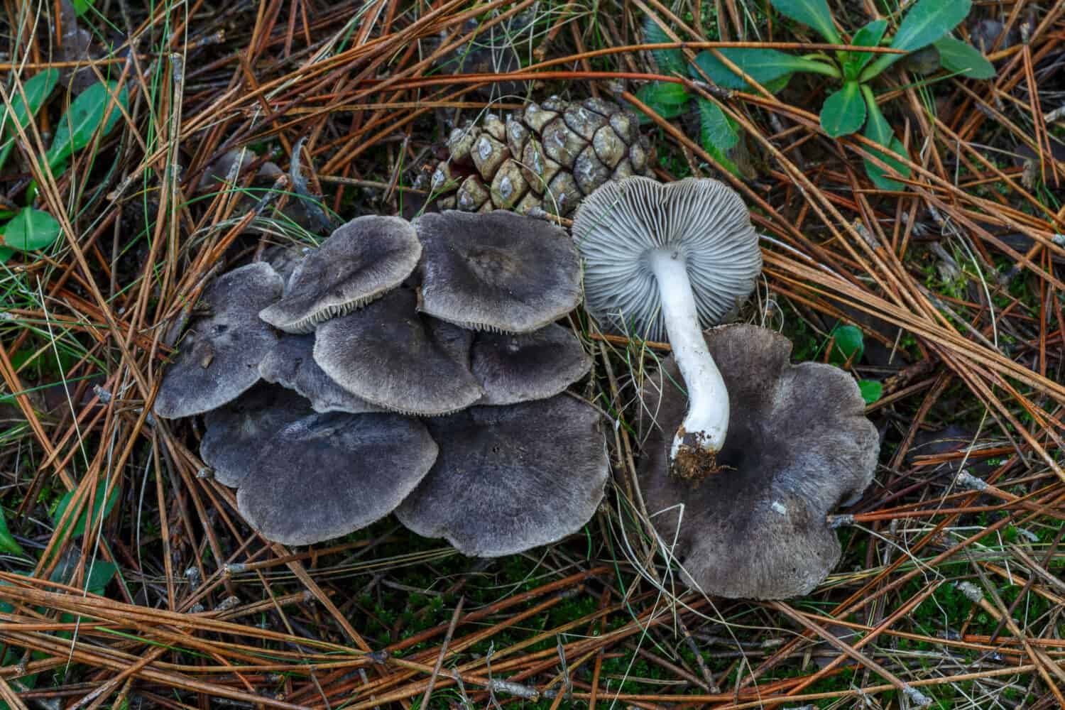 Tricholoma terreum. Group of grey knight mushrooms in pine forest.