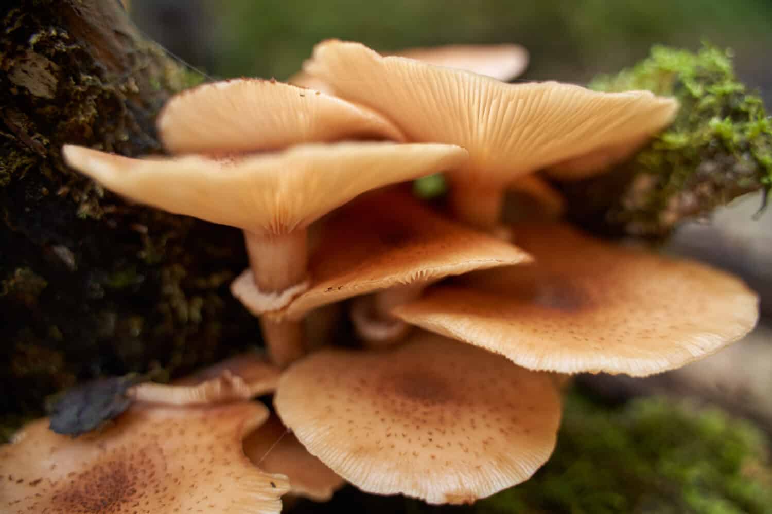 Closeup of agaric honey mushrooms growing on tree stumps