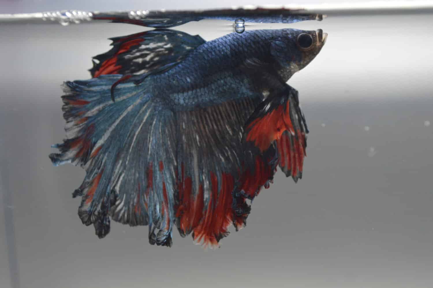 Patriot, the betta fish. He has fin rot due to a bacterial infection which is taken care of.